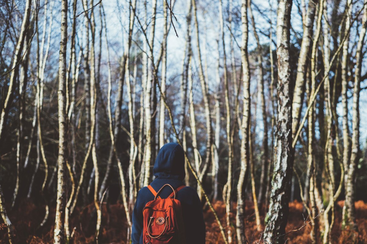 forest bathing courses – forest bathe