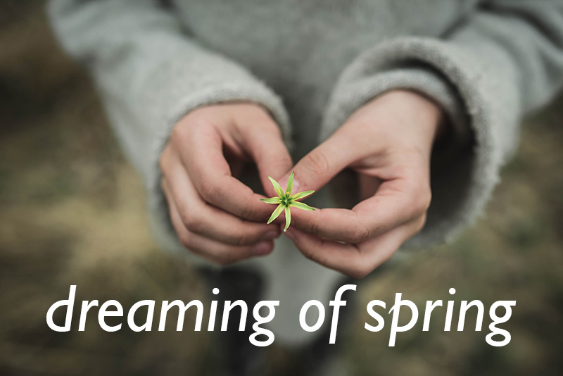 dreaming-of-spring-1.2-800px